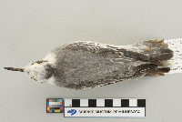 Phalaropus fulicarius image