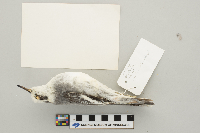 Phalaropus fulicarius image