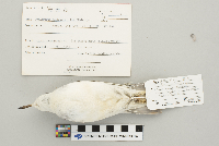 Phalaropus fulicarius image