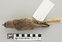Eremophila alpestris image