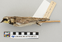 Eremophila alpestris image