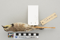 Eremophila alpestris image