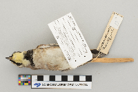 Eremophila alpestris image