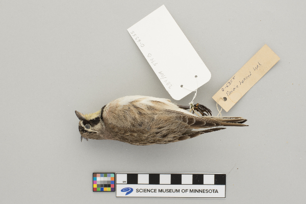 Eremophila alpestris image