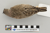Eremophila alpestris image