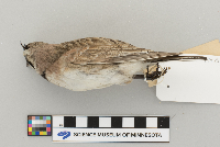 Eremophila alpestris image