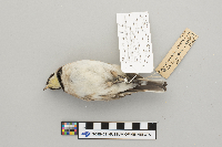 Eremophila alpestris image