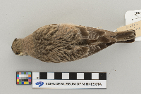 Eremophila alpestris image