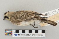 Eremophila alpestris image