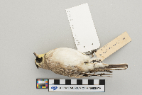 Eremophila alpestris image