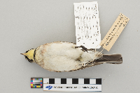 Eremophila alpestris image