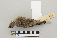 Eremophila alpestris image
