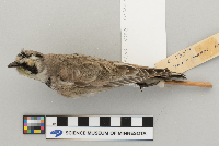 Eremophila alpestris image