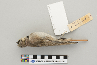 Eremophila alpestris image
