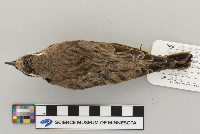 Eremophila alpestris image