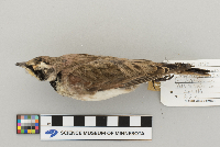 Eremophila alpestris image