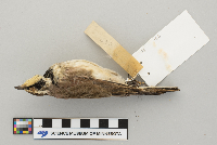 Eremophila alpestris image