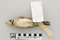 Eremophila alpestris image