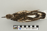 Arenaria interpres image