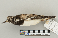 Arenaria interpres image