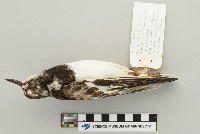 Arenaria interpres image