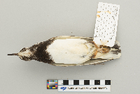 Arenaria interpres image