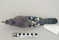 Cyanocitta cristata image