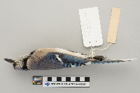 Cyanocitta cristata image