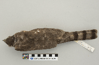 Accipiter striatus image