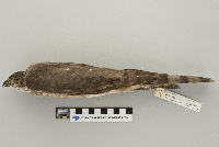 Accipiter striatus image