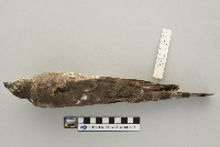 Accipiter striatus image