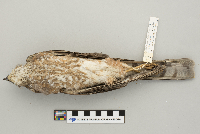 Accipiter striatus image