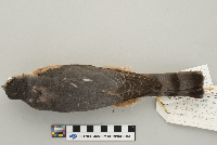 Accipiter striatus image