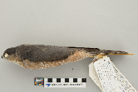 Accipiter striatus image