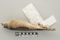 Accipiter striatus image