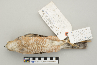 Accipiter striatus image