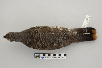 Dendragapus canadensis image