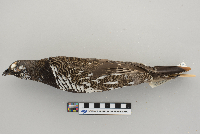 Dendragapus canadensis image