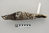 Dendragapus canadensis image