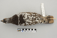 Dendragapus canadensis image