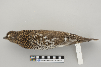 Dendragapus canadensis image