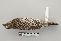 Dendragapus canadensis image