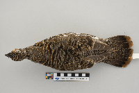 Dendragapus canadensis image