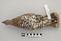 Dendragapus canadensis image