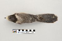 Perisoreus canadensis image
