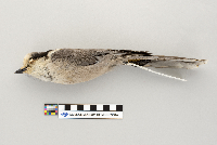 Perisoreus canadensis image