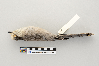 Perisoreus canadensis image