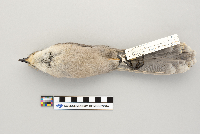 Perisoreus canadensis image