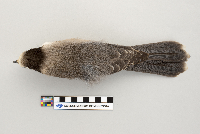 Perisoreus canadensis image