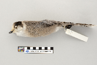 Perisoreus canadensis image
